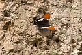 NYMPHALIDAE, Siproeta epaphus